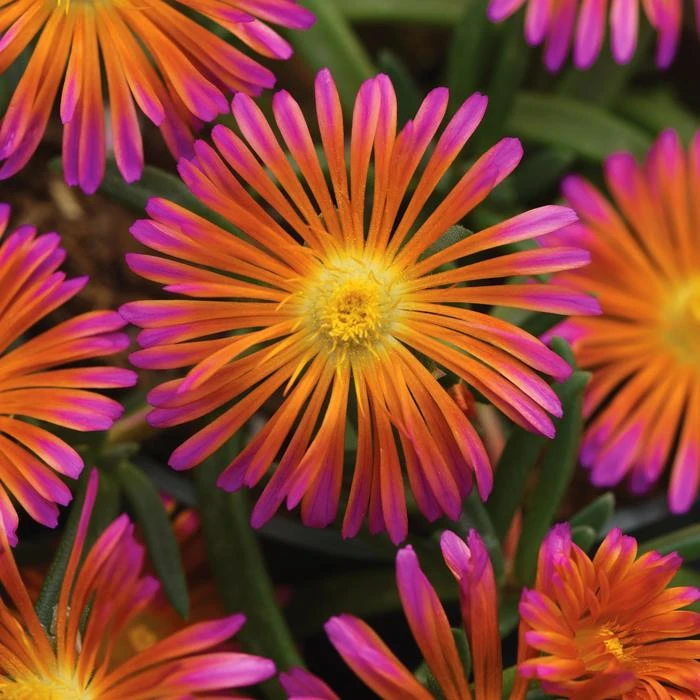 Ocean Sunset™ Orange Glow Ice Plant 3 Ocean Sunset™ Orange Glow Ice Plant