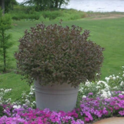 Very Fine Wine™ Weigela -Perennials Store Weigela Fine Wine 3