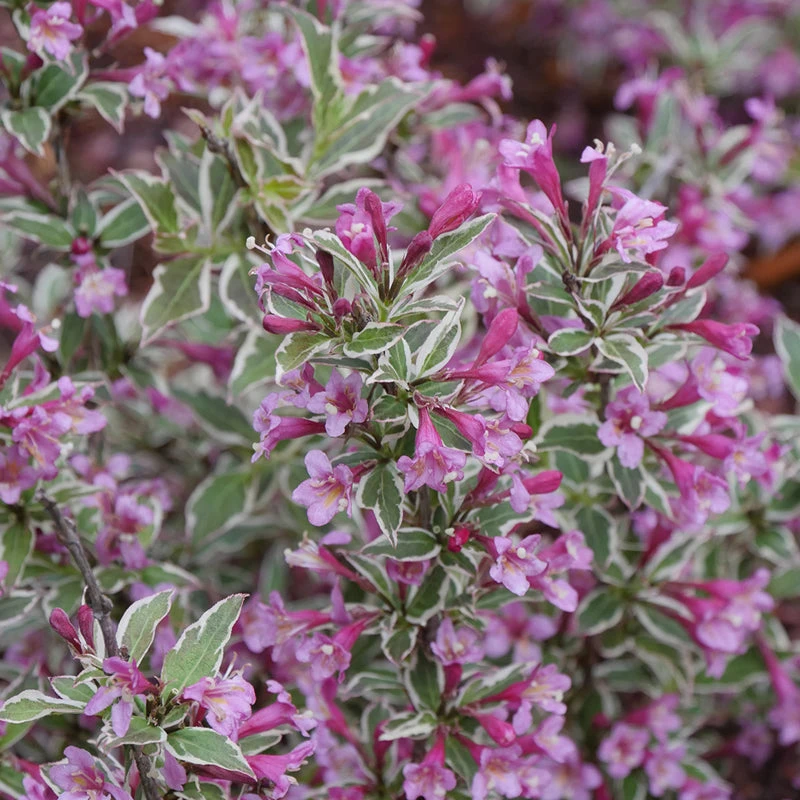 My Monet Purple Effect® Weigela 5 My Monet Purple Effect® Weigela - Image 3