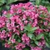 Snippet® Dark Pink Weigela -Perennials Store Weigela Snippet Dark Pink 1 P