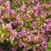 Snippet Lime® Weigela -Perennials Store Weigela Snippet Lime 2 P