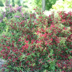 Sonic Bloom® Red Weigela