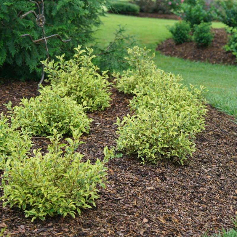 Bubbly Wine™ Weigela 6 Bubbly Wine™ Weigela - Image 4