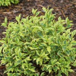 Bubbly Wine™ Weigela 8 Bubbly Wine™ Weigela -Perennials Store WeigelaBubblyWineDSC04593 1080x1080 2749f04