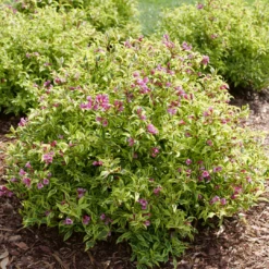 Bubbly Wine™ Weigela 9 Bubbly Wine™ Weigela -Perennials Store WeigelaBubblyWineP1184122 1080x1080 de52f29