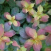 Midnight Sun™ Weigela -Perennials Store WeigelaMidnightSunP1093797 1080x1080 33ae4e4