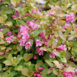 Midnight Sun™ Weigela -Perennials Store WeigelaMidnightSunP1184011 800x800 af8f5c9
