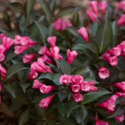 Midnight Wine Shine™ Weigela -Perennials Store WeigelaMidnightWineShineIMG 8253 800x800 12353d8