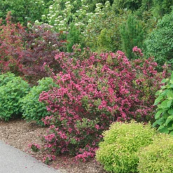 Sonic Bloom Punch™ Weigela 10 Sonic Bloom Punch™ Weigela -Perennials Store WeigelaSonicBloomPunchDSC06419 800x800 6296f1c