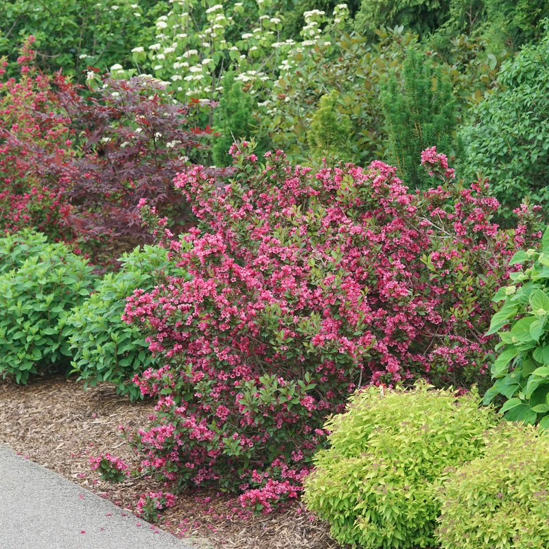 Sonic Bloom Punch™ Weigela 6 Sonic Bloom Punch™ Weigela - Image 4