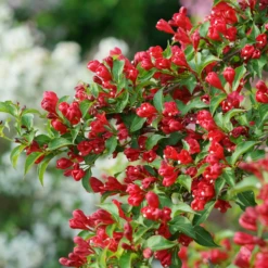 Sonic Bloom® Red Weigela 9 Sonic Bloom® Red Weigela -Perennials Store WeigelaSonicBloomRedDSC01971 800x800 7cb4b78