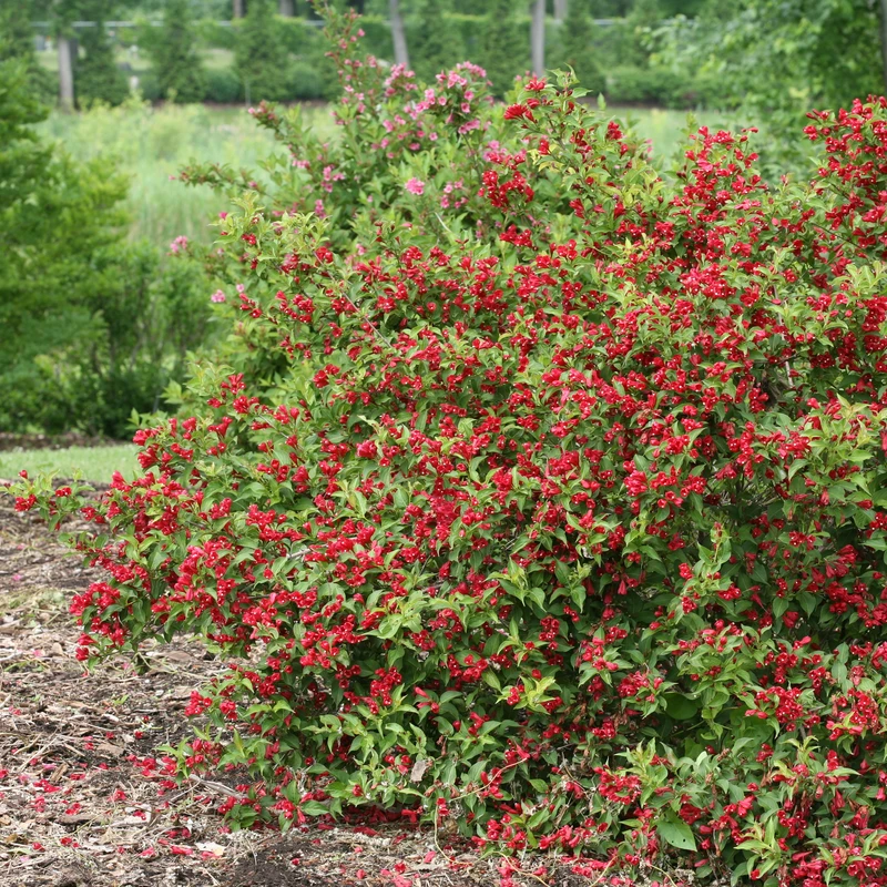 Sonic Bloom® Red Weigela 6 Sonic Bloom® Red Weigela - Image 4