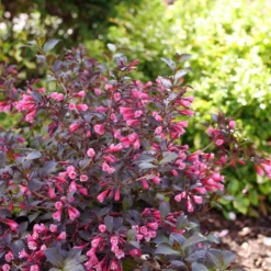 Very Fine Wine™ Weigela -Perennials Store WeigelaVeryFineWineP1162632 800x800 7a32969