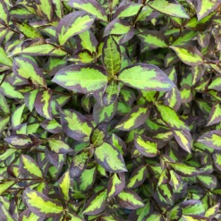 Vinho Verde® Weigela -Perennials Store WeigelaVinhoVerdeIMG 1202 1080x1080 123ad77