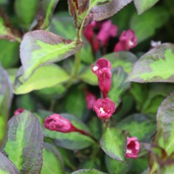 Vinho Verde® Weigela -Perennials Store WeigelaVinhoVerdeIMG 1627 1080x1080 2d488f3