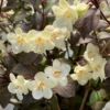 Wine & Spirits™ Weigela 1 Wine & Spirits™ Weigela -Perennials Store WeigelaWineSpiritsIMG 7138 1080x1080 42cddae