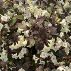 Wine & Spirits™ Weigela -Perennials Store WeigelaWineSpiritsIMG 7142 1080x1080 8ecb085