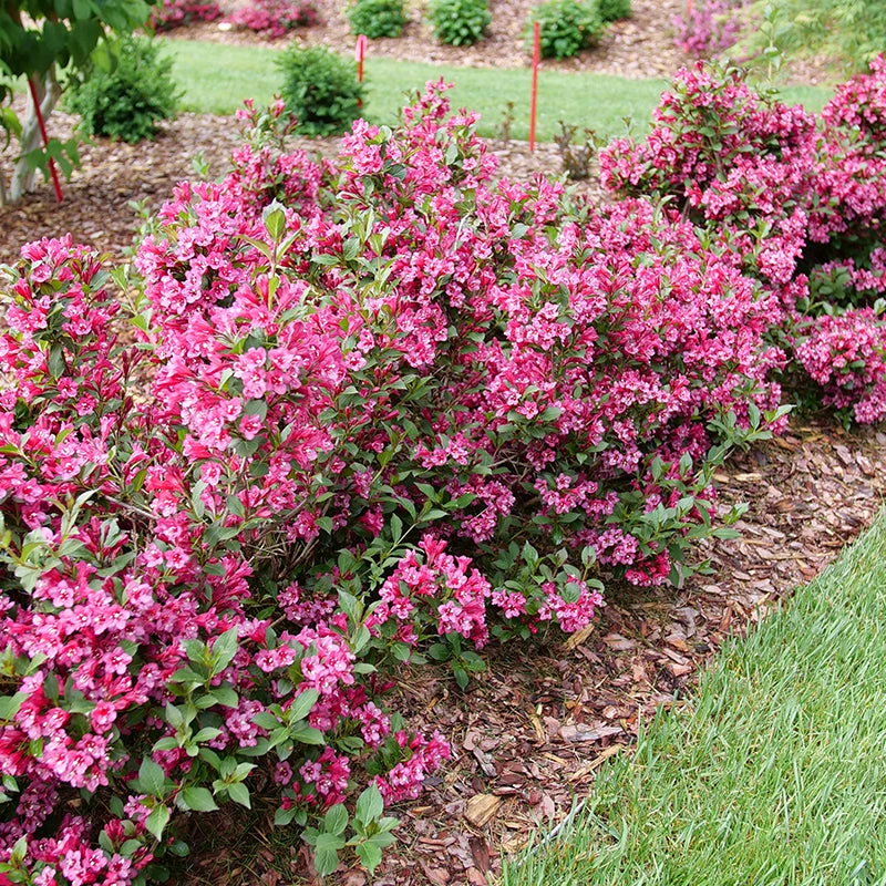Sonic Bloom Punch™ Weigela 5 Sonic Bloom Punch™ Weigela - Image 3