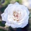 White Drift® Rose -Perennials Store WhiteDrift Rose