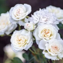 White Drift® Rose 7 White Drift® Rose -Perennials Store WhiteDrift Rose 3