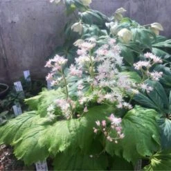 'Fusion Of Fire' Oredenia 8 'Fusion Of Fire' Oredenia -Perennials Store a0858c505a9904c914ec19cce55fd700