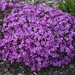 'Magenta Sprite' Hybrid Spring Phlox -Perennials Store a3a561a4ec62518a5b11e34186cf3056