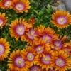 Fire Spinner® Ice Plant 1 Fire Spinner® Ice Plant -Perennials Store a4c83f2c6e52d6d27d9fc2c4405feb19