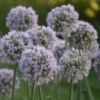 'Bobblehead' Allium -Perennials Store a721d74d7295f96fc06424db59fda113