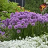 'Millenium' Allium -Perennials Store aa0abf0cb08808486b6a869ba0e8e3c6
