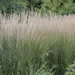 'Karl Foerster' Feather Reed Grass -Perennials Store ab49f9ad0a0821b841814629f0f7bb0a