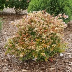 Funshine® Abelia -Perennials Store abelia funshine 1 P sw