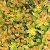 Funshine® Abelia 1 Funshine® Abelia -Perennials Store abelia funshine 4 P sw
