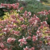 Ruby Anniversary® Abelia -Perennials Store abelia ruby anniversary 1 P