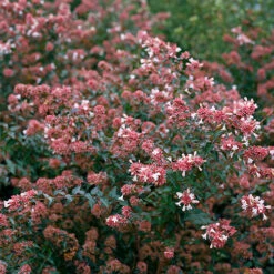 Ruby Anniversary® Abelia -Perennials Store abelia ruby anniversary 4 P