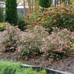 Ruby Anniversary® Abelia -Perennials Store abelia ruby anniversary 5 P