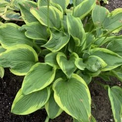 Shadowland® 'Lone Star' Hosta 8 Shadowland® 'Lone Star' Hosta -Perennials Store adf534505a6fa203ffe8e4351850b130