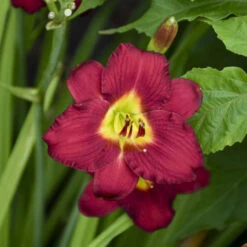 'Pardon Me' Daylily 8 'Pardon Me' Daylily -Perennials Store aec67857338f32b0b78ea7cd5cb76e30