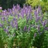 'Blue Boa' Hummingbird Mint 1 'Blue Boa' Hummingbird Mint -Perennials Store agastache blue boa 1 5db46072 3e94 4154 9b1e 77a9784b8e4f sw