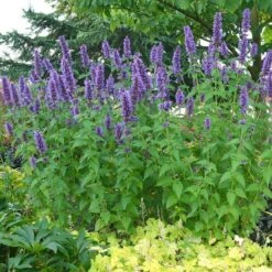 'Blue Boa' Hummingbird Mint -Perennials Store agastache blue boa 3 029cfbf5 6258 4ea5 a35f 3b9fed44be96 sw