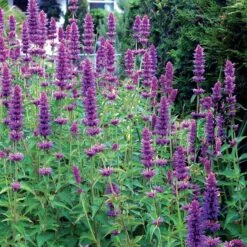 'Blue Boa' Hummingbird Mint -Perennials Store agastache blue boa 4 b931e810 6f31 48ec a96b ffabeb9ae4c4 sw