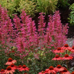 'Morello' Hummingbird Mint 7 'Morello' Hummingbird Mint -Perennials Store agastache morello 3 P