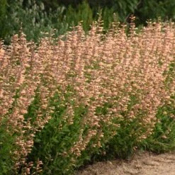 Meant To Bee™ Queen Nectarine Hummingbird Mint -Perennials Store agastache queen nectarine