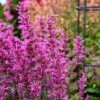 Meant To Bee™ Royal Raspberry Hummingbird Mint 1 Meant To Bee™ Royal Raspberry Hummingbird Mint -Perennials Store agastache royal raspberry pollinator apj21