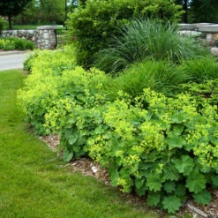 Lady's Mantle -Perennials Store alchemilla mollis ladys mantle 4
