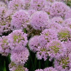 'Millenium' Allium 10 'Millenium' Allium -Perennials Store allium millenium 2