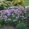 'Blue Eddy' Allium 2 'Blue Eddy' Allium -Perennials Store allium senescens blue eddy 1 sw