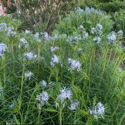 Threadleaf Bluestar -Perennials Store amsonia hubrichtii bluestar 10