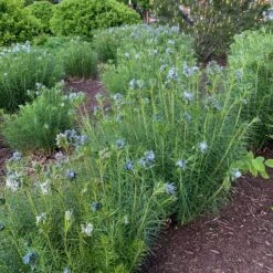 Threadleaf Bluestar -Perennials Store amsonia hubrichtii bluestar 11
