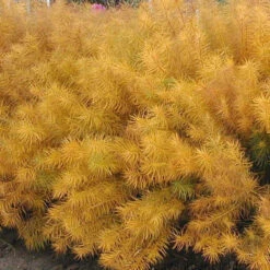 Threadleaf Bluestar -Perennials Store amsonia hubrichtii bluestar 2