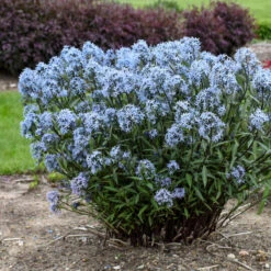 'Storm Cloud' Bluestar -Perennials Store amsonia tabernaemontana storm cloud bluestar 2